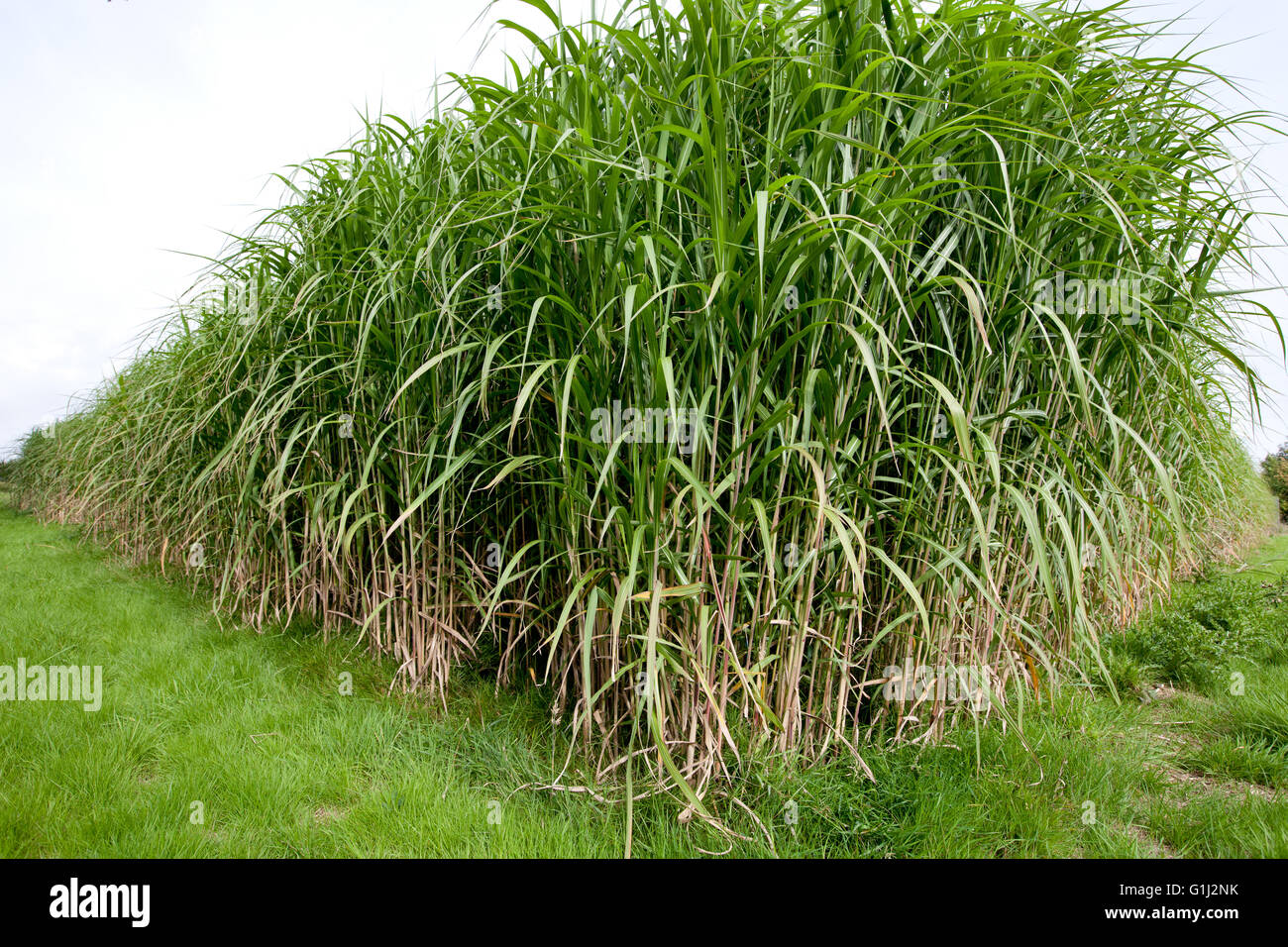 Miscanthus growing in trail plots at the Rothamsted Research Centre, Harpenden, Hertfordshire. Stock Photo