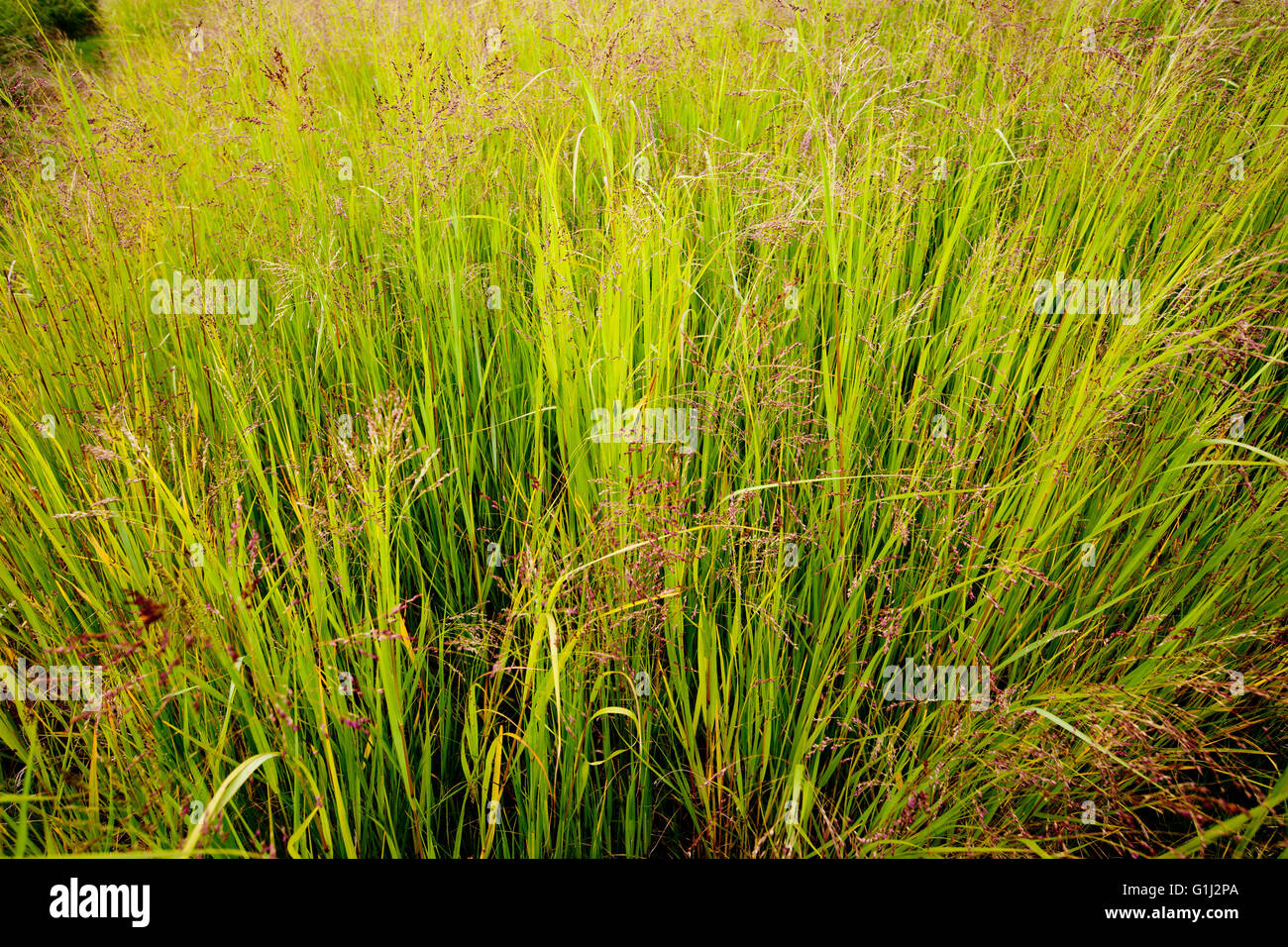 American Switchgrass in trail plots for possible use as a biofuel at the Rothamsted Research Centre, Harpenden, Hertfordshire. Stock Photo
