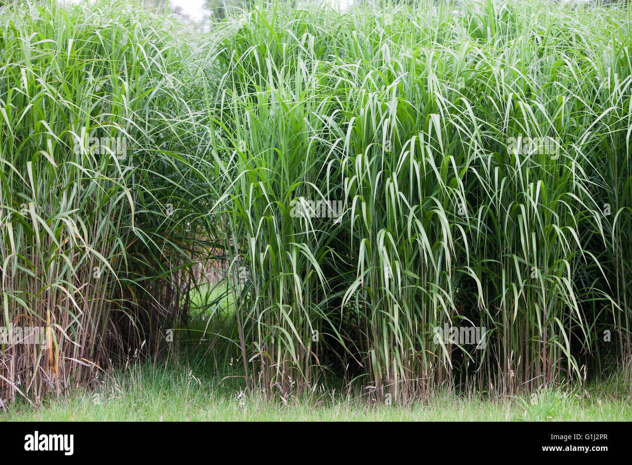 Miscanthus growing in trail plots at the Rothamsted Research Centre, Harpenden, Hertfordshire. Stock Photo