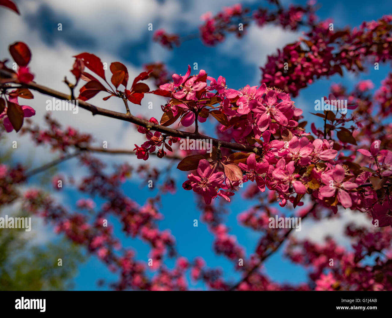 Beautiful tree red blossom Stock Photo