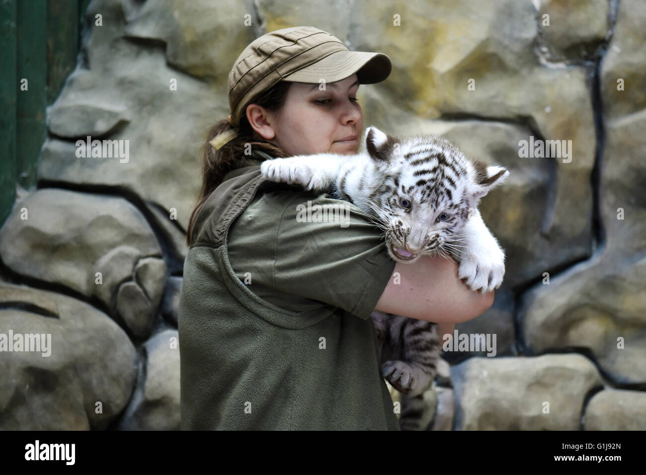 Liberec, Czech Republic. 16th May, 2016. Two cubs of a very rare white Indian tiger, born on February 25, 2016 in Liberec Zoo, Czech Republic, were vaccinated, weighed and obtained chips during a veterinary examination on May 16, 2016. © Radek Petrasek/CTK Photo/Alamy Live News Stock Photo
