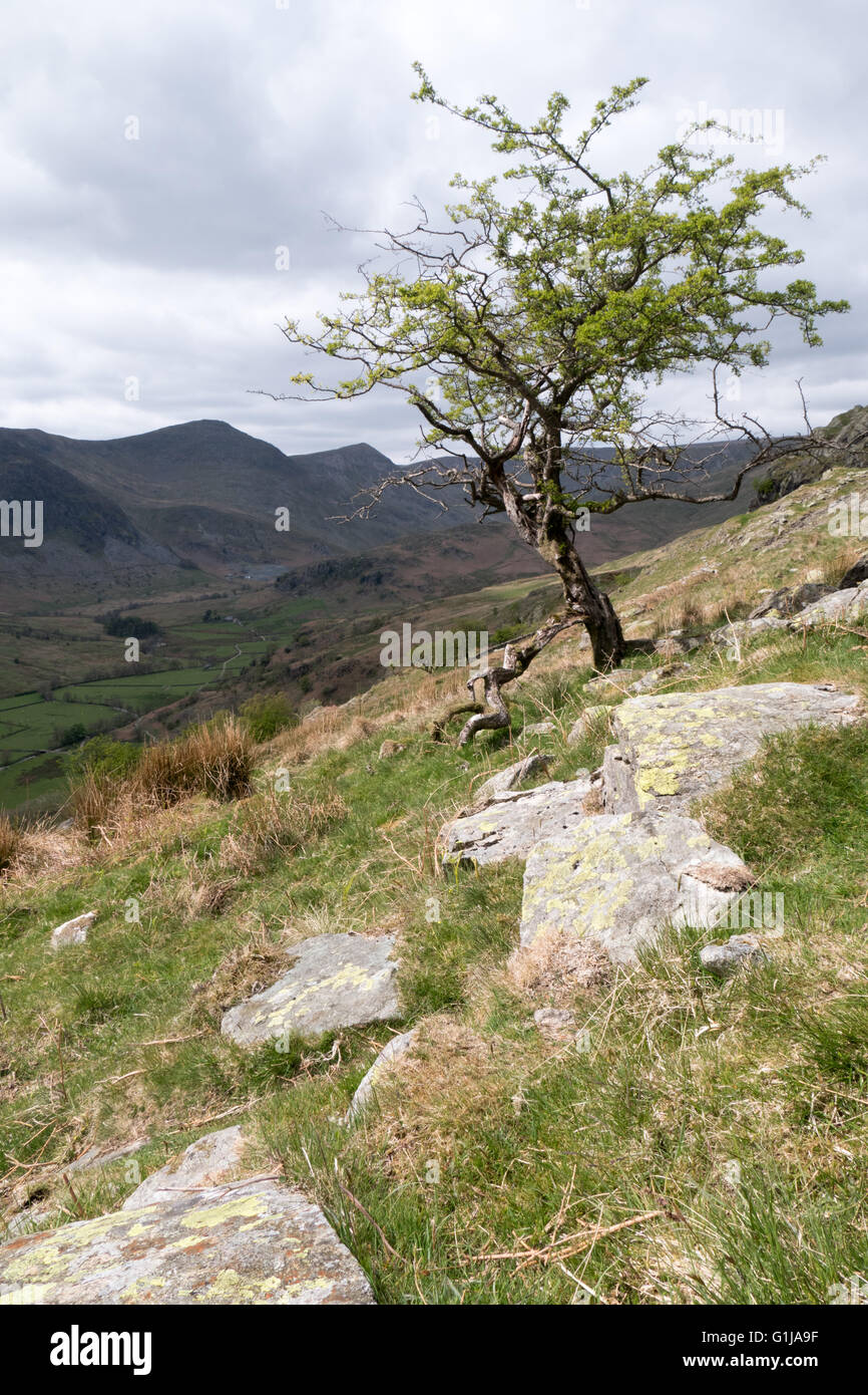 Kentmere, Lake District, UK. 16th May, 2016. Another glorious day out on the fells around Kentmere in the south eastern part of the Lake District national park.The dry weather is a welcome after another winter of serious flooding Credit: Gary Telford/Alamy live news Stock Photo