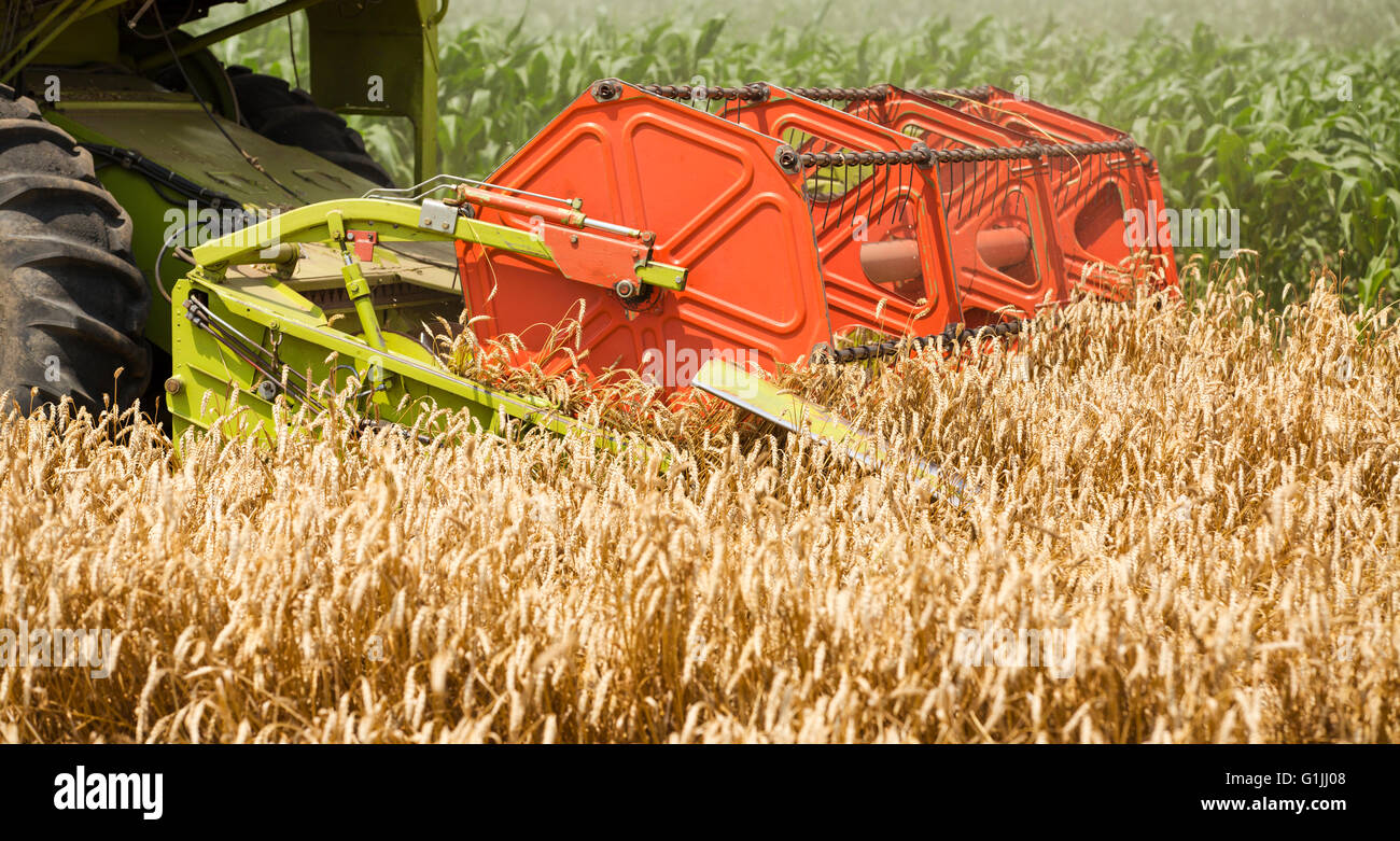 Combine harvester in action on wheat field, close-up shot of combine header Stock Photo