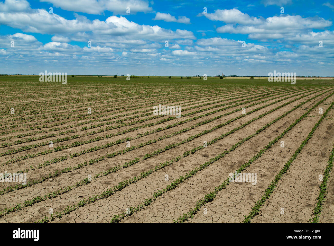 Soybean growth stage hi-res stock photography and images - Alamy