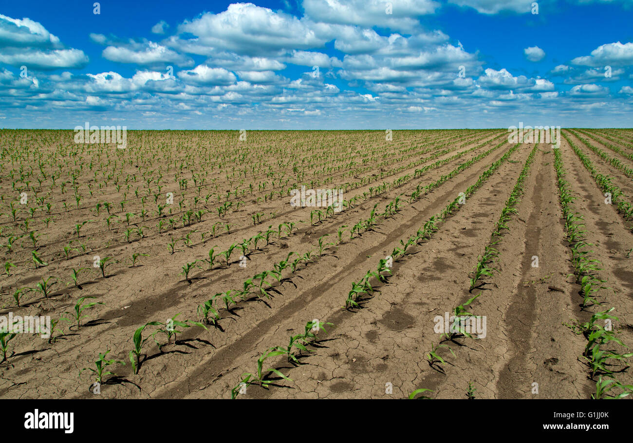 Agricultural field of corn, maize green crops developing Stock Photo