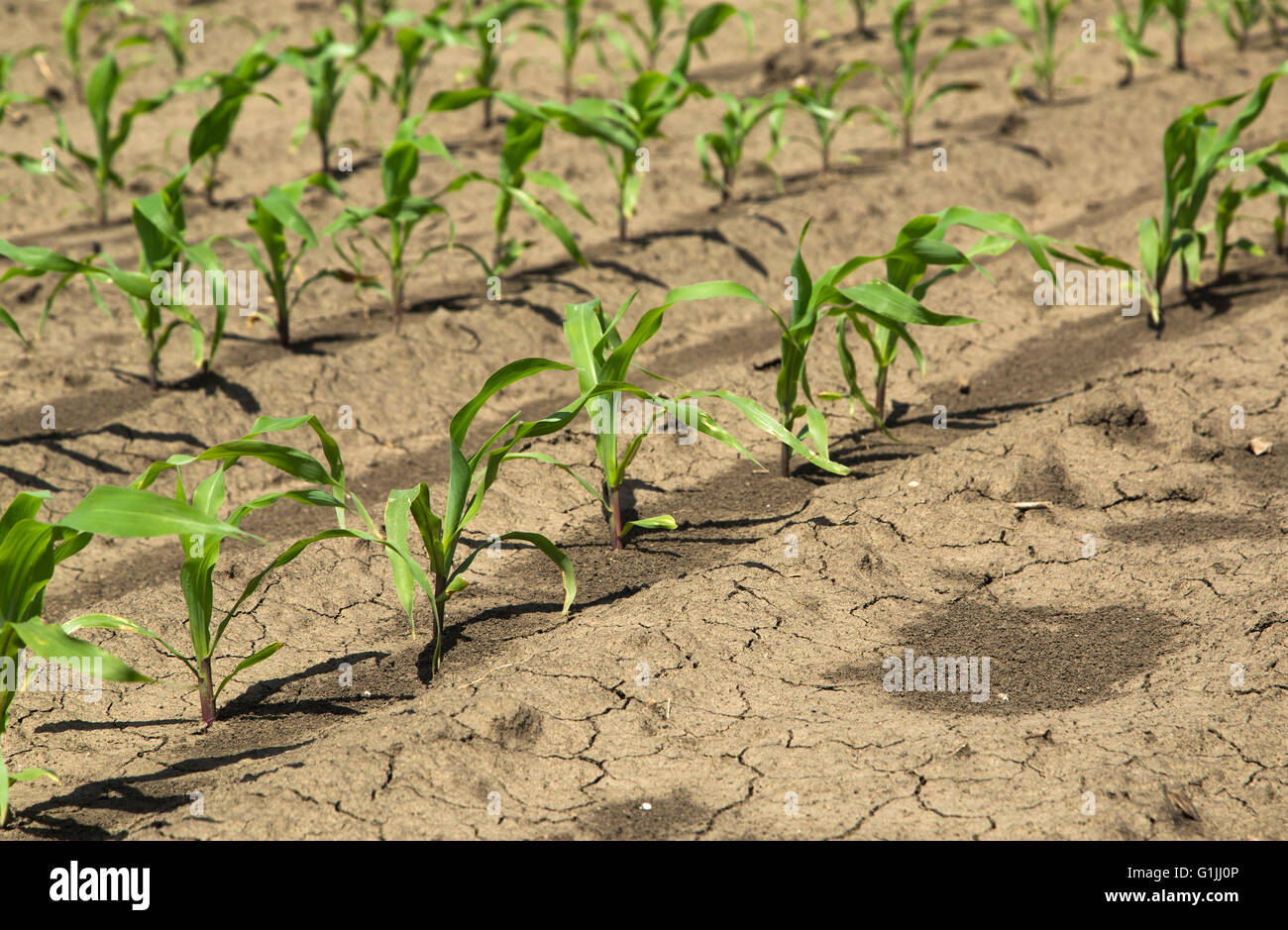 Close-up shot of agricultural field of corn, maize green crops developing Stock Photo