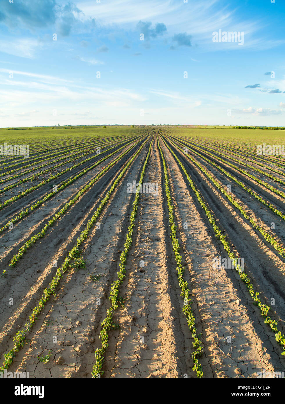 Soybean growth stage hi-res stock photography and images - Alamy