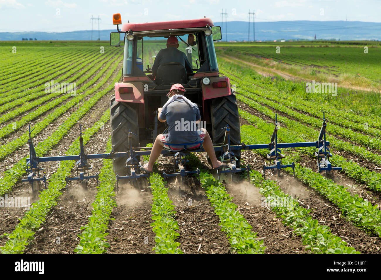 Cultivating field of young corn crops with row crop cultivator machine Stock Photo