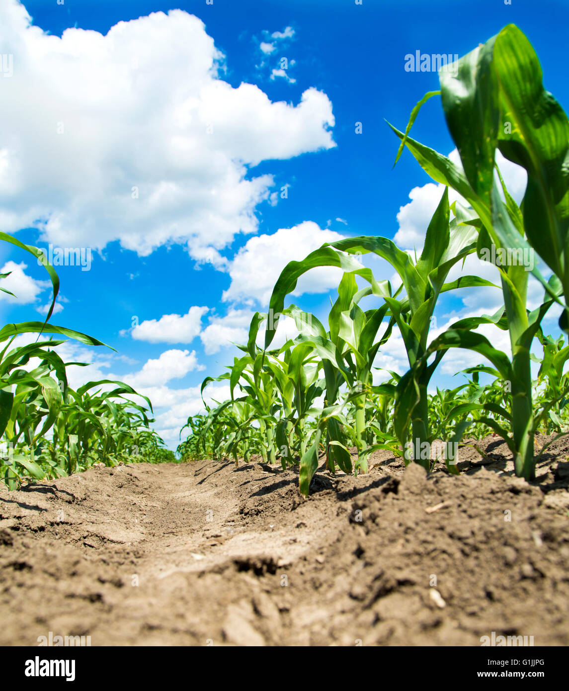 Close-up shot of agricultural field of corn, maize green crops developing Stock Photo