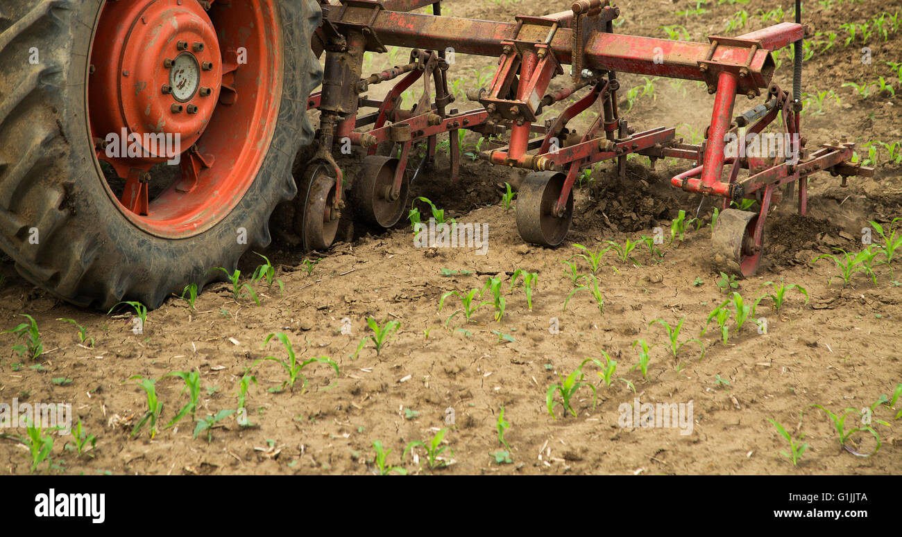 Cultivating field of young corn crops with row crop cultivator machine