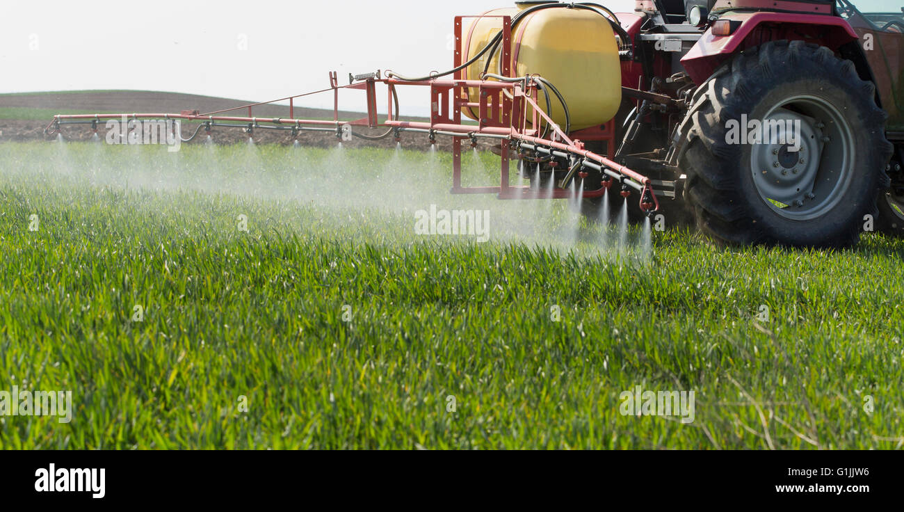 Tractor spraying wheat field with sprayer, herbicides and pesticides