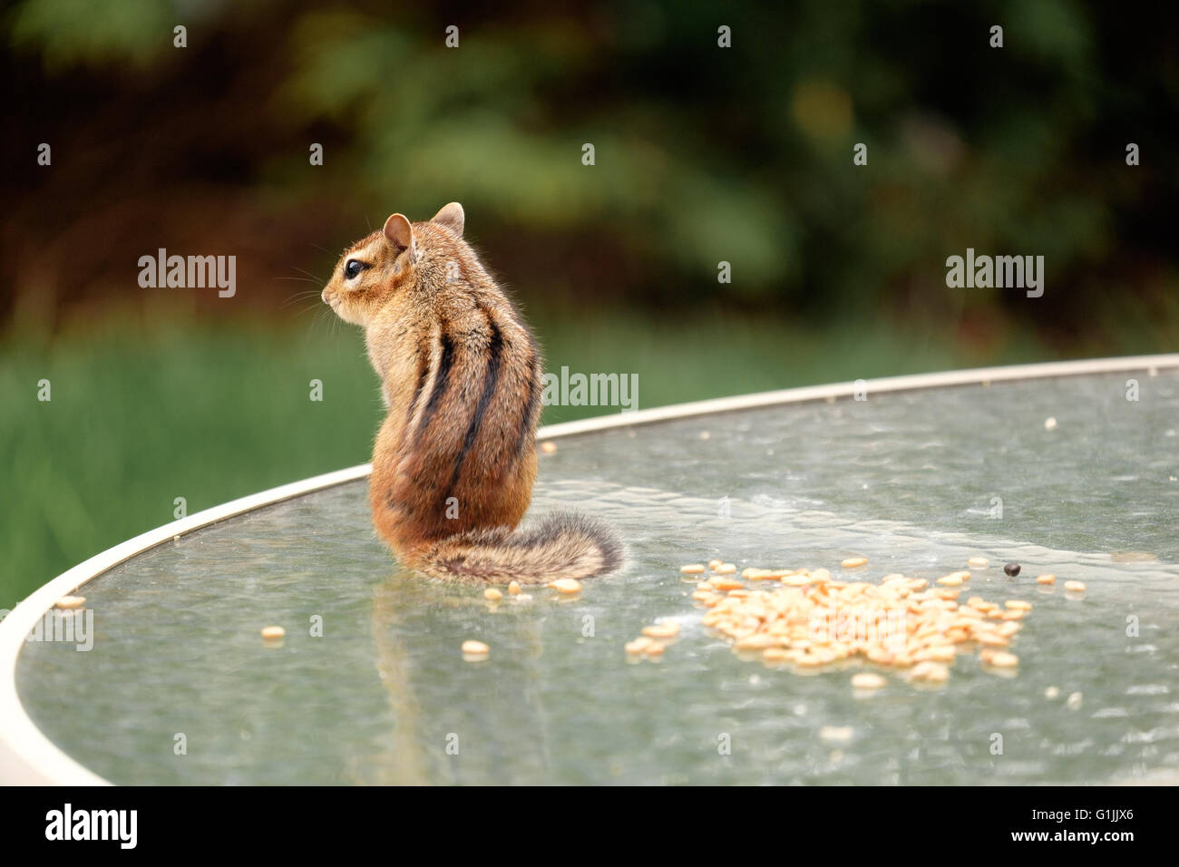 Chipmunk eating seeds in the backyard Stock Photo Alamy