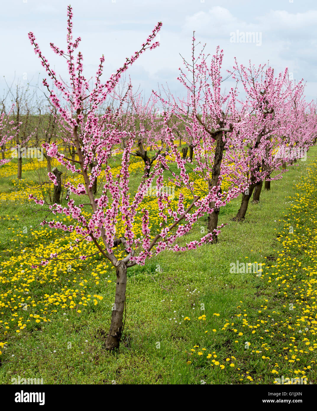 Blooming peach orchard with ddandelions Stock Photo Alamy