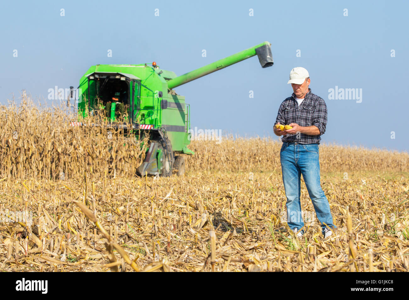 inspecting corn maize cobs during harvesting season at field. 