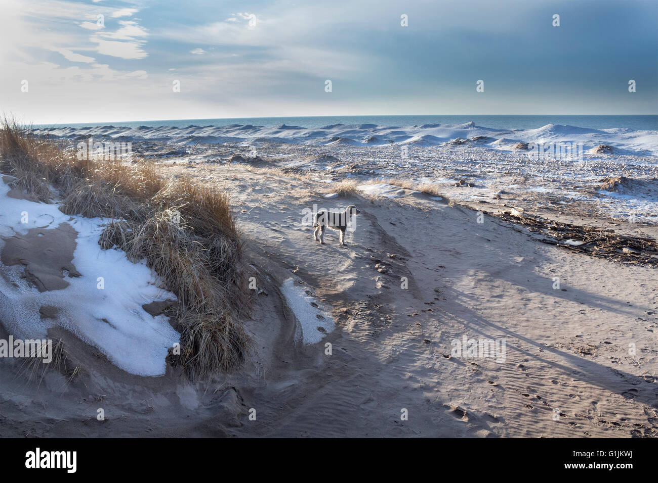 Standard poodle stands in the sand on the beach of a frozen Lake Huron in Grand Bend, Ontario, Canada Stock Photo