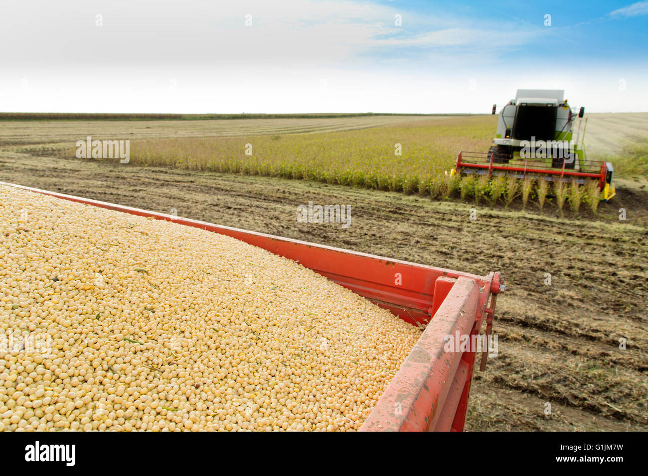 Combine harvester harvesting soybean at field Stock Photo - Alamy