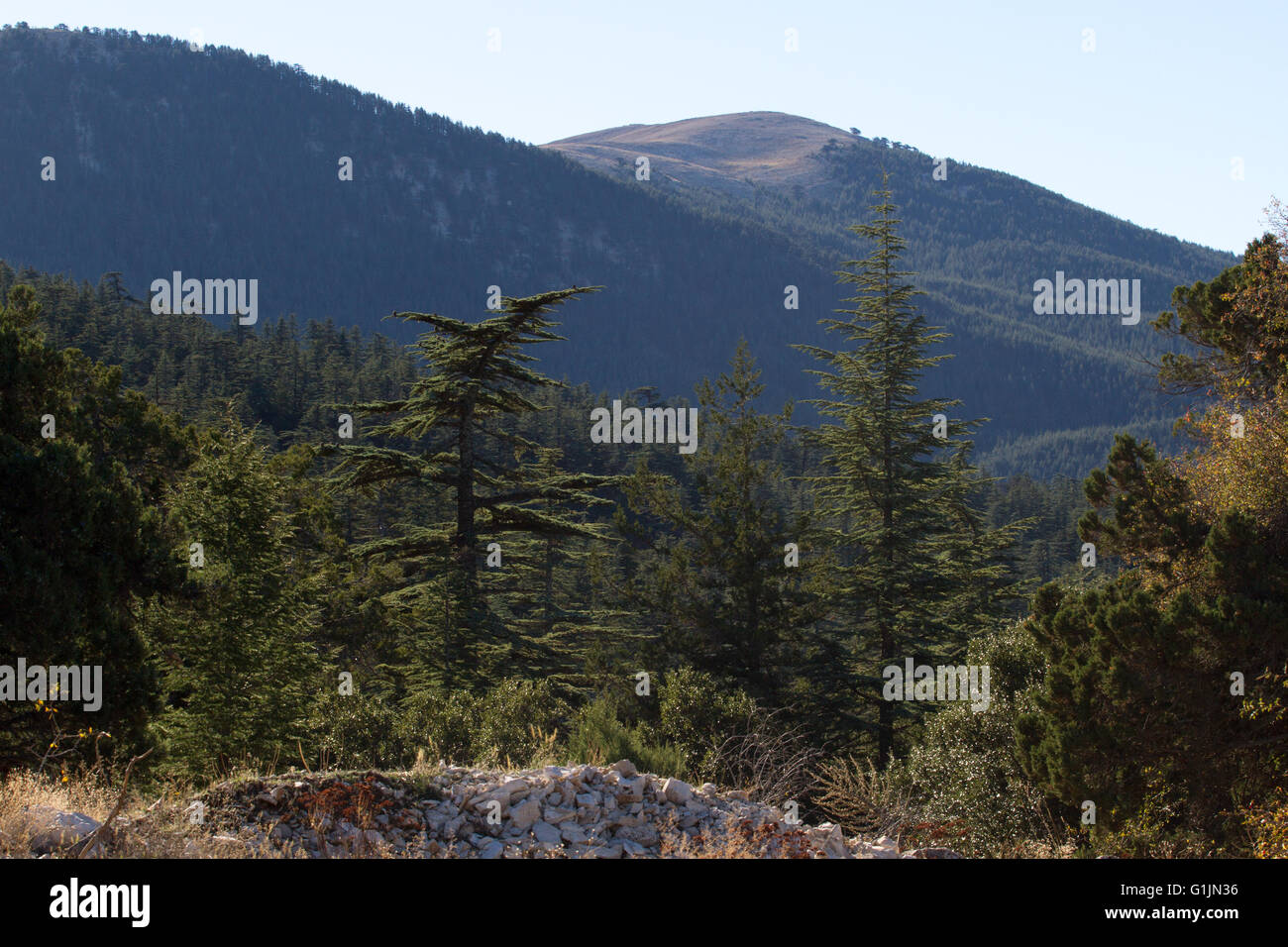 Lebanese cedar tree in the forest peak mountains Stock Photo