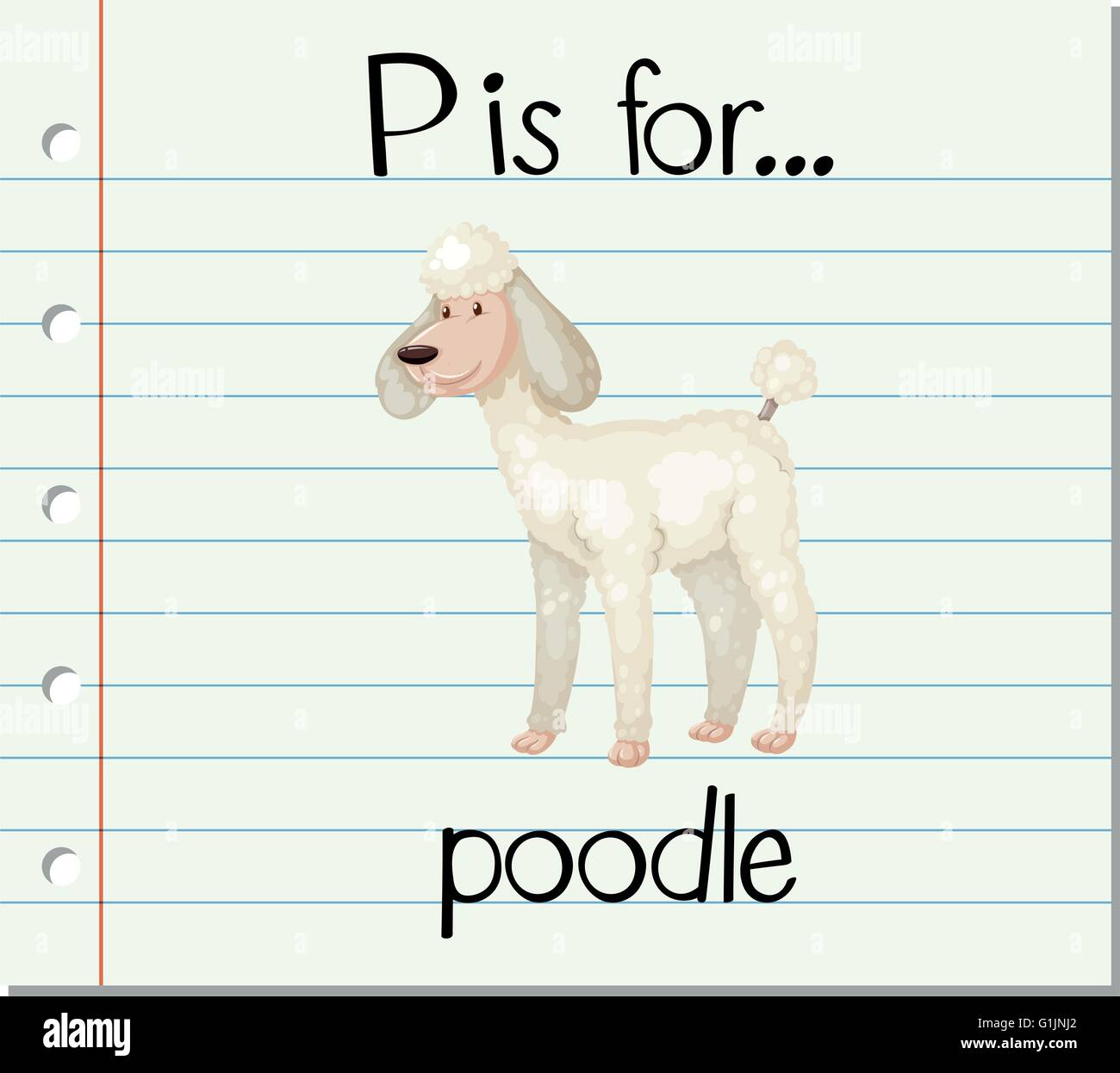 Flashcard letter P is for poodle illustration Stock Vector Image & Art ...