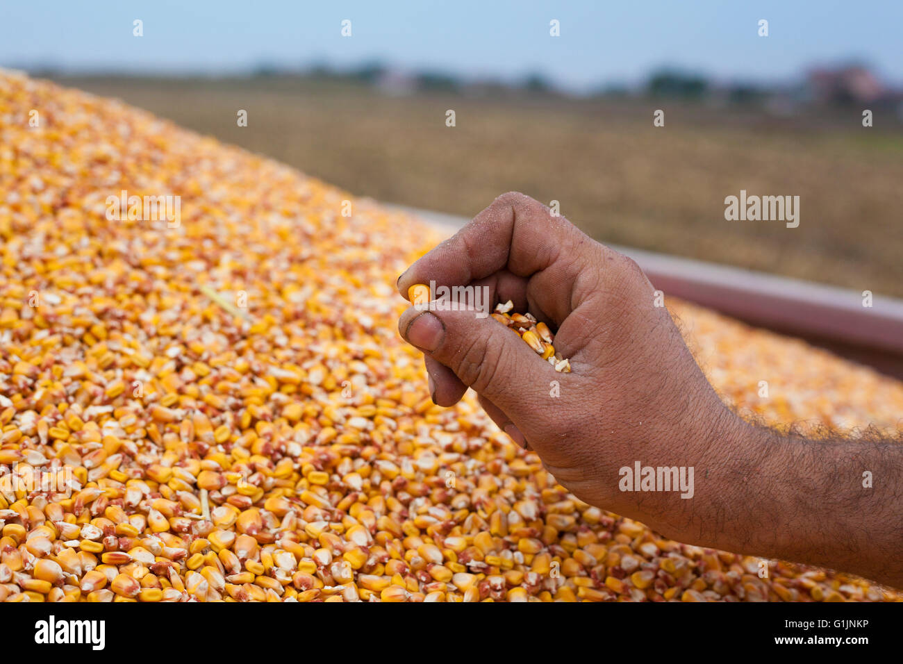 Maize seed hires stock photography and images Alamy