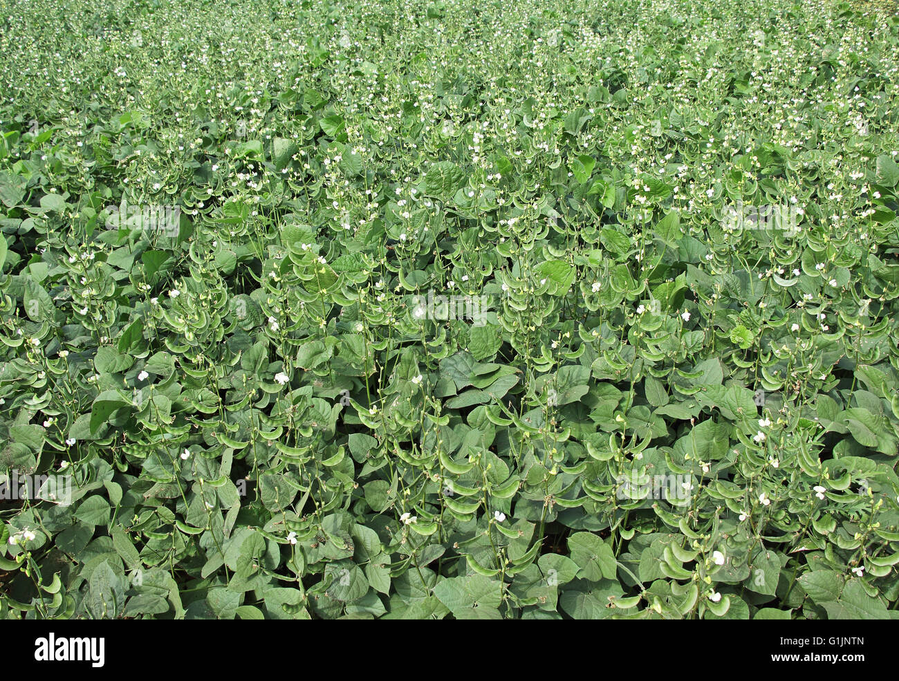 Indian broad bean plants field. One of the most ancient in cultivation