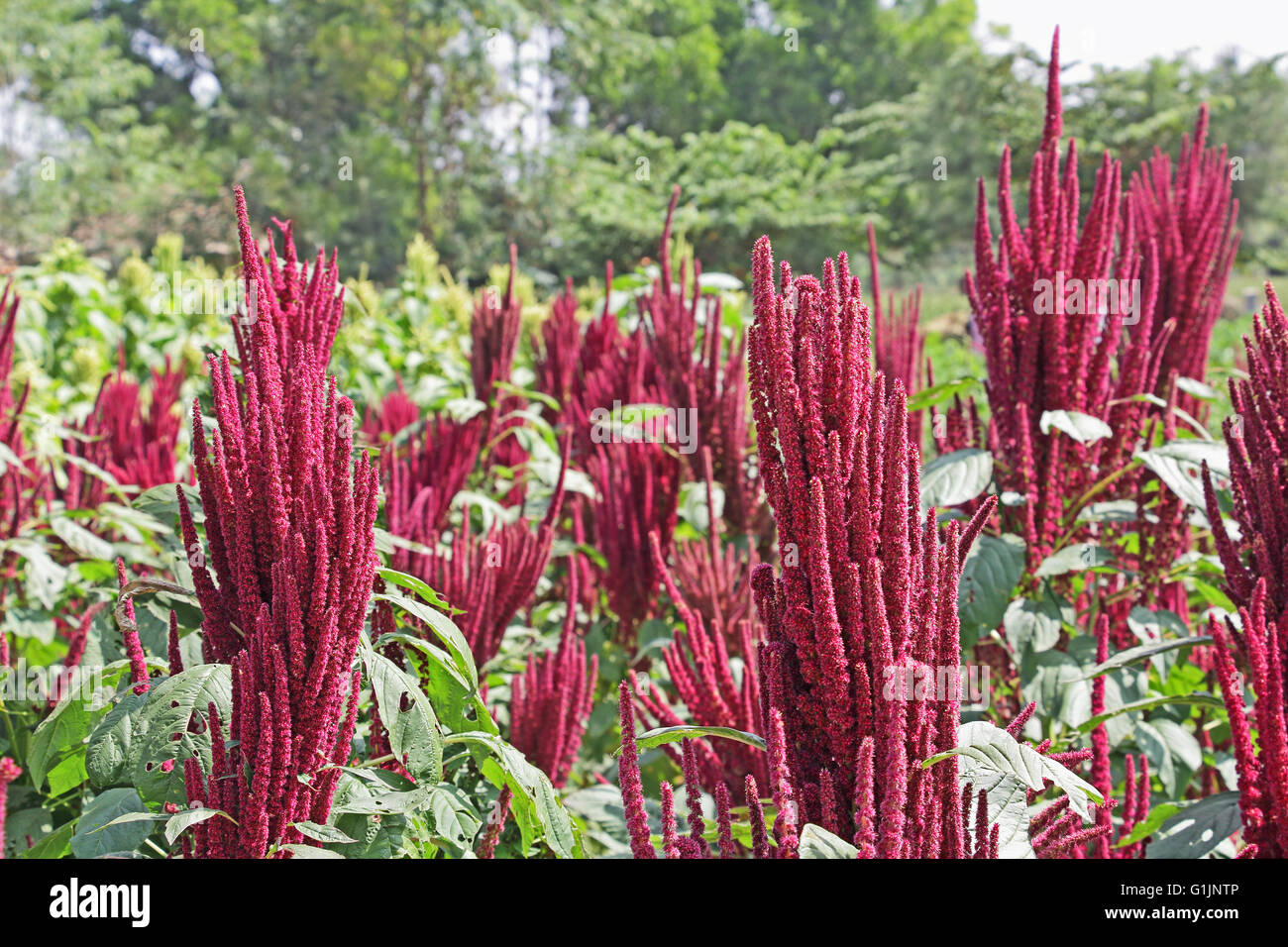 Indian red amaranth field. Cultivated as leaf vegetables, cereals and ornamental plants. Genus is Amaranthus. Stock Photo