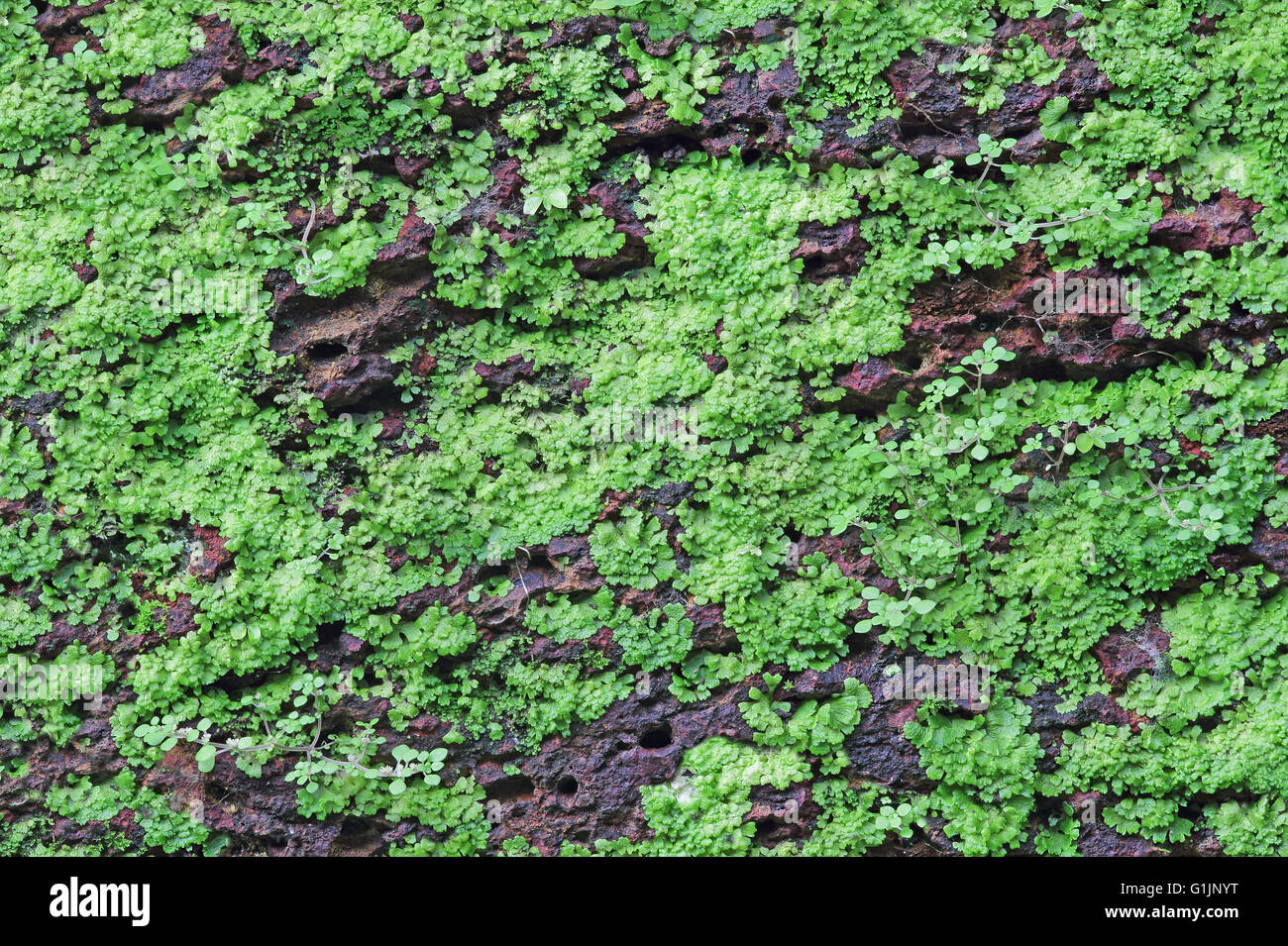 Texture of laterite stone wall face with grass growth Stock Photo