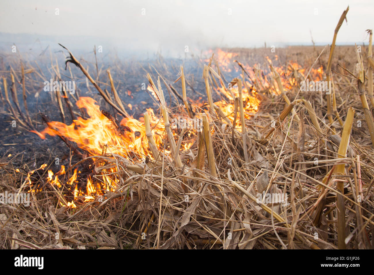 Fire on harvested corn maize field Stock Photo Alamy