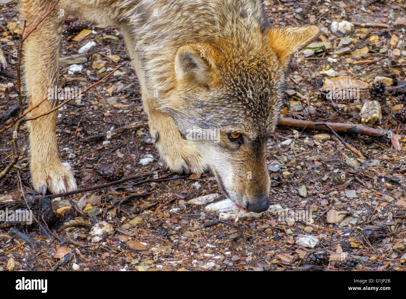 Closeup of wet Canis Lupus Signatus head sniffing Stock Photo
