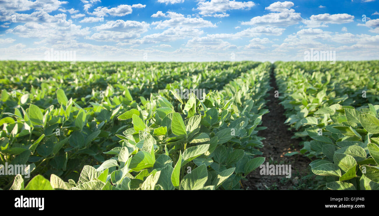 Soybean crop rows hi-res stock photography and images - Alamy