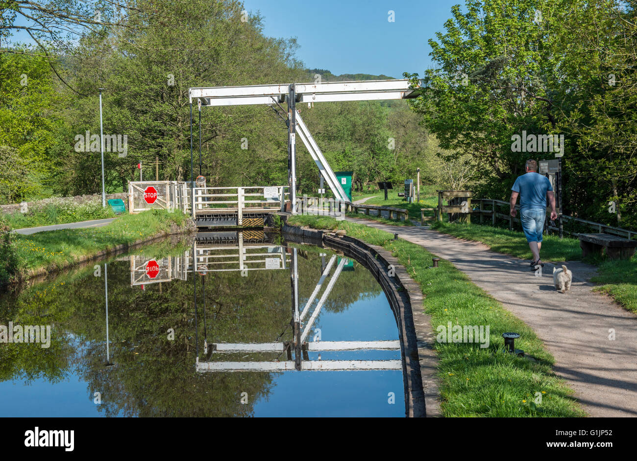 Brecon and Monmouth Canal at Talybont on Usk with canal bridge and man walking his dog, Powys Wales Stock Photo