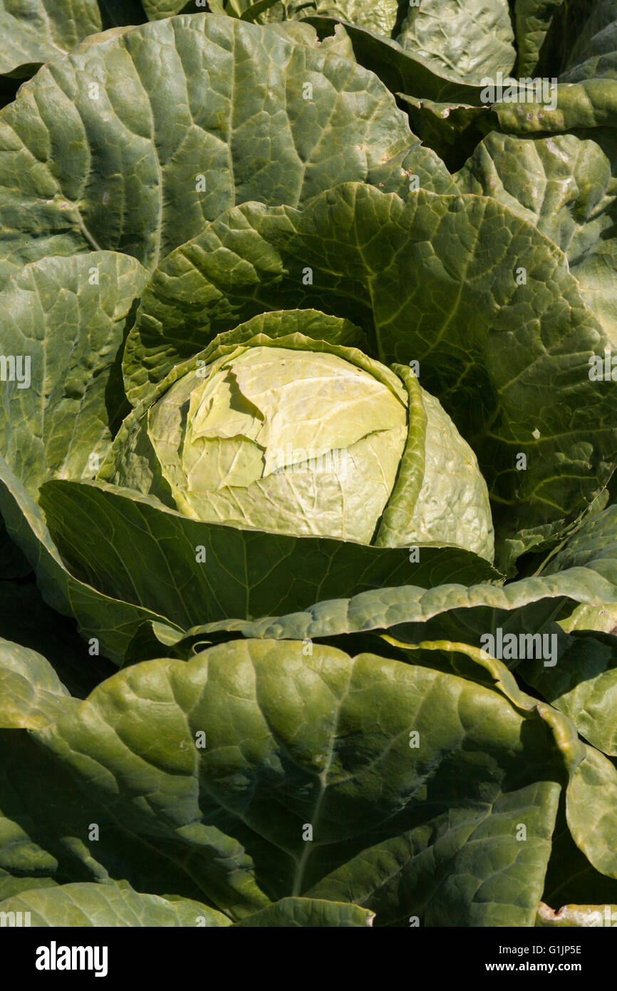 Cabbage head at field Stock Photo Alamy