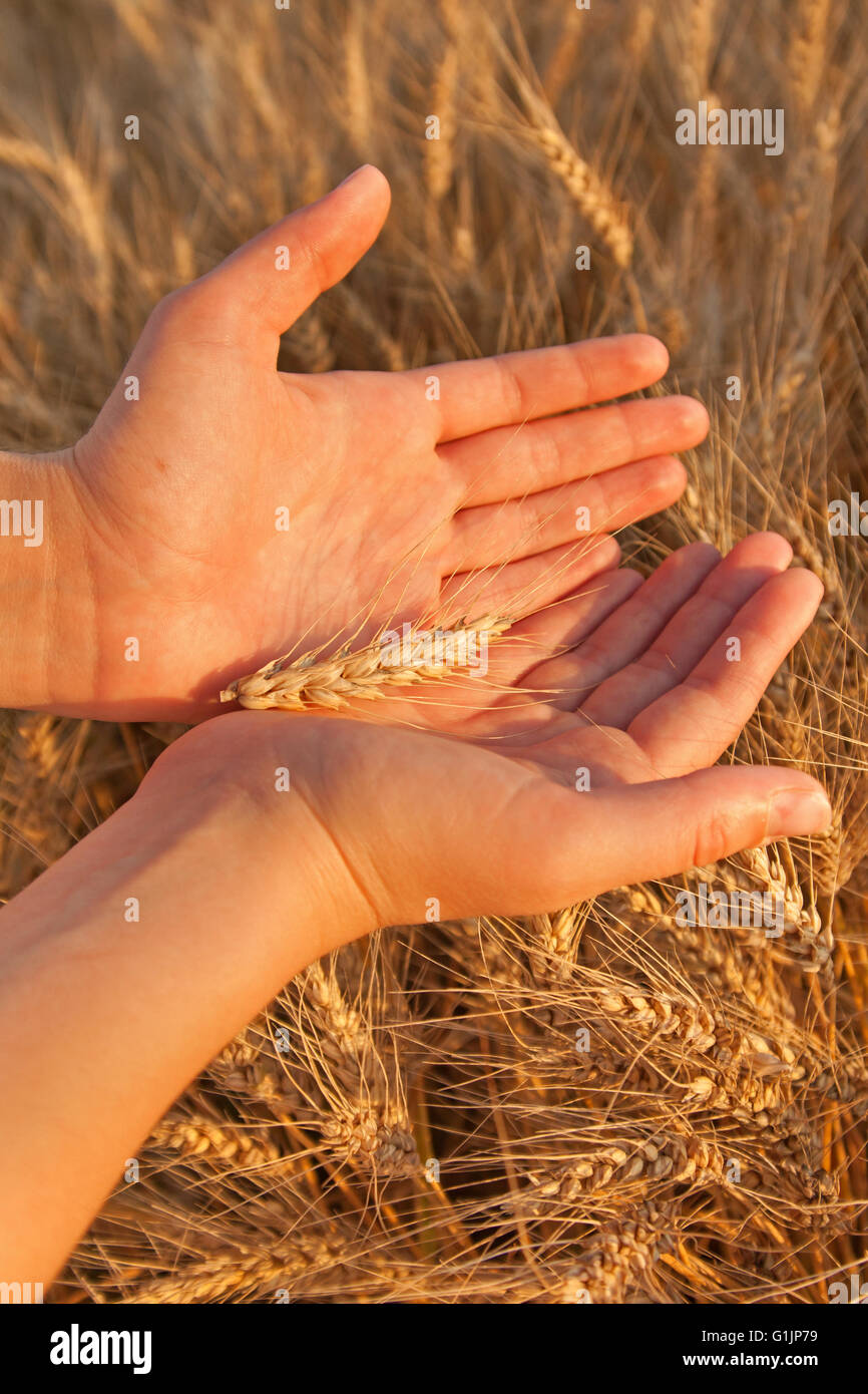 Beautiful female hands holds single barly plant on barley field. Stock Photo
