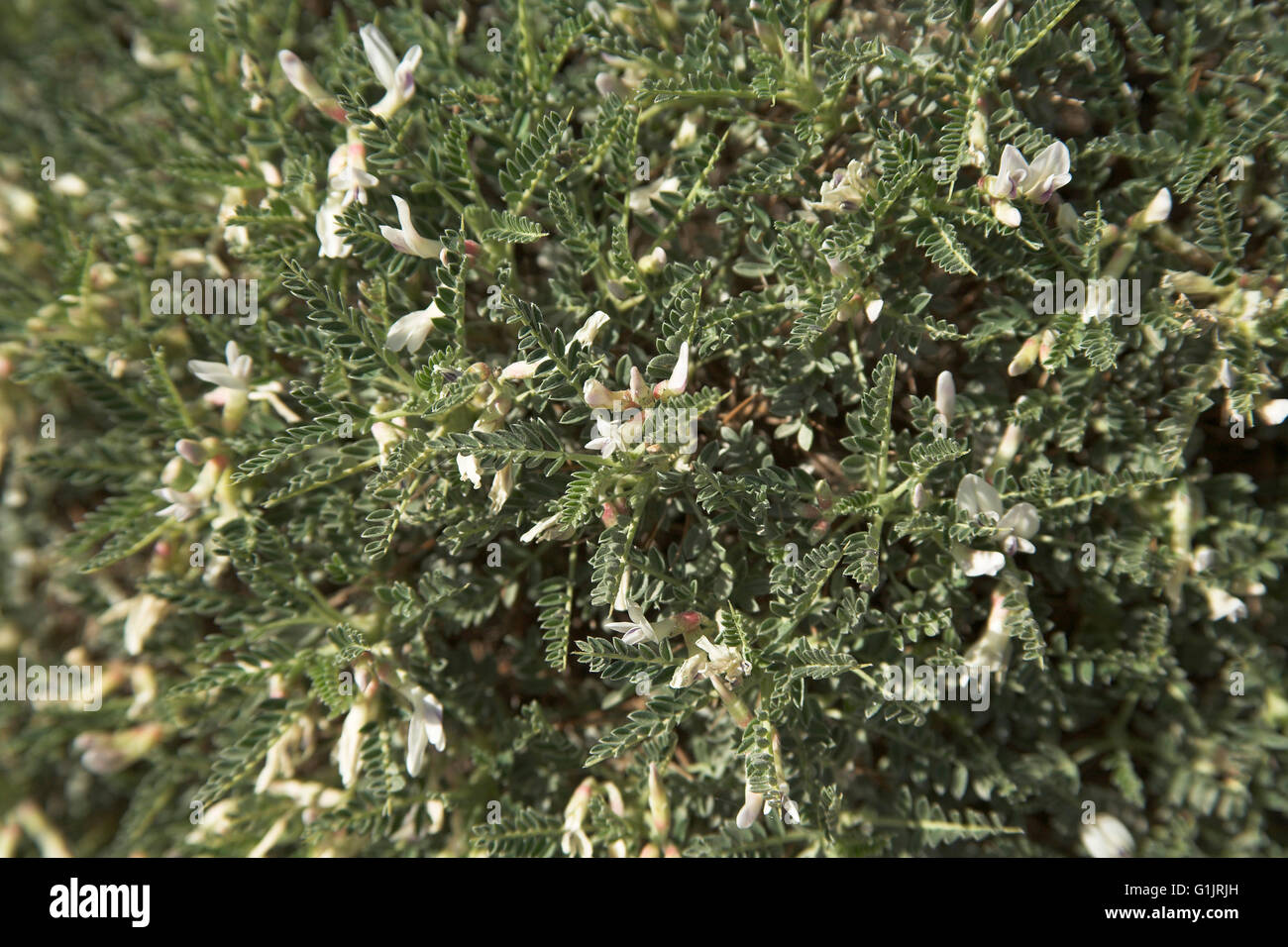 Astragalus genergenteus Corsica France Stock Photo