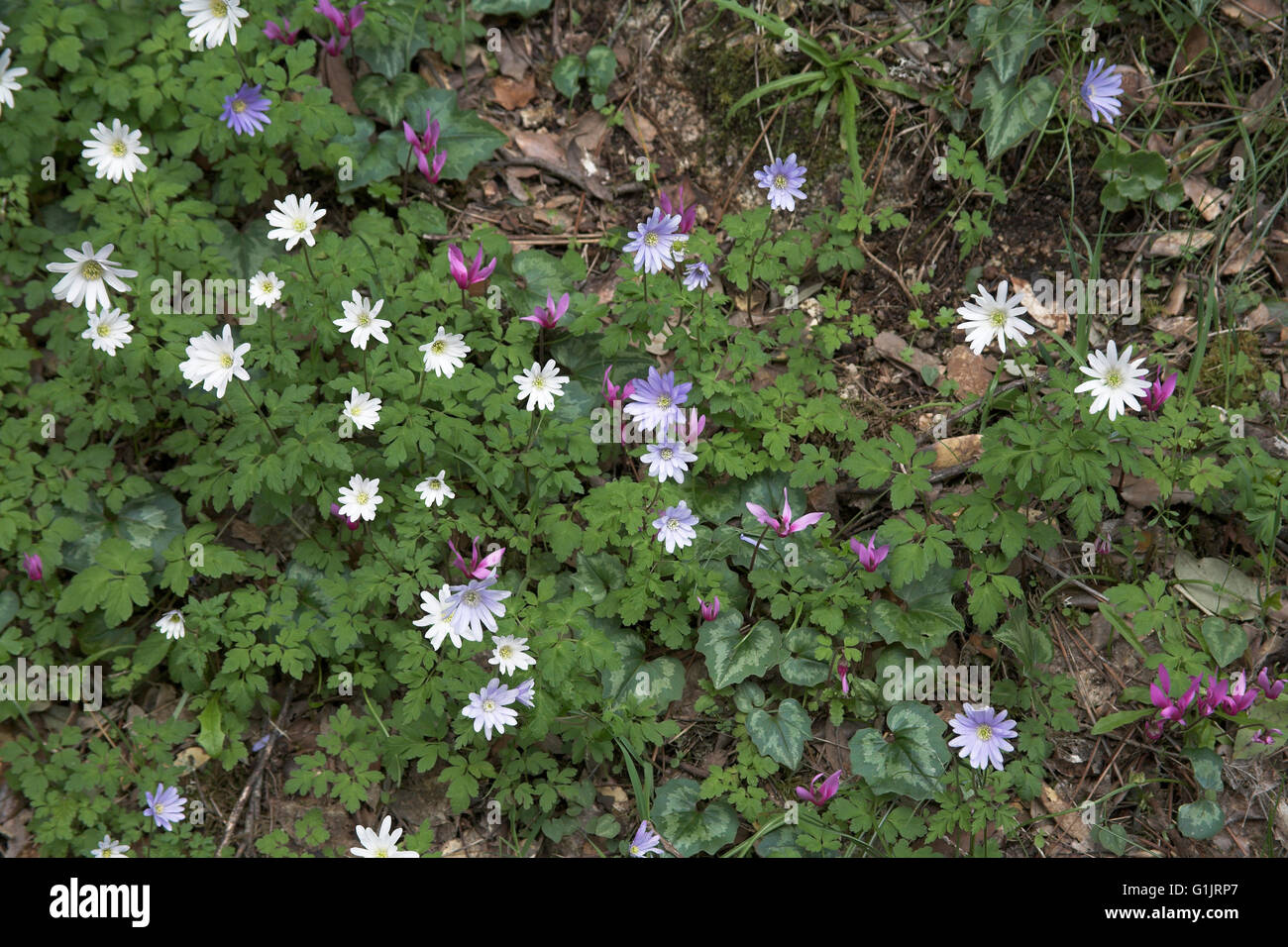Blue wood anemone Anemone apennina and Spring sowbread Cyclamen repandum Corsica France Stock Photo