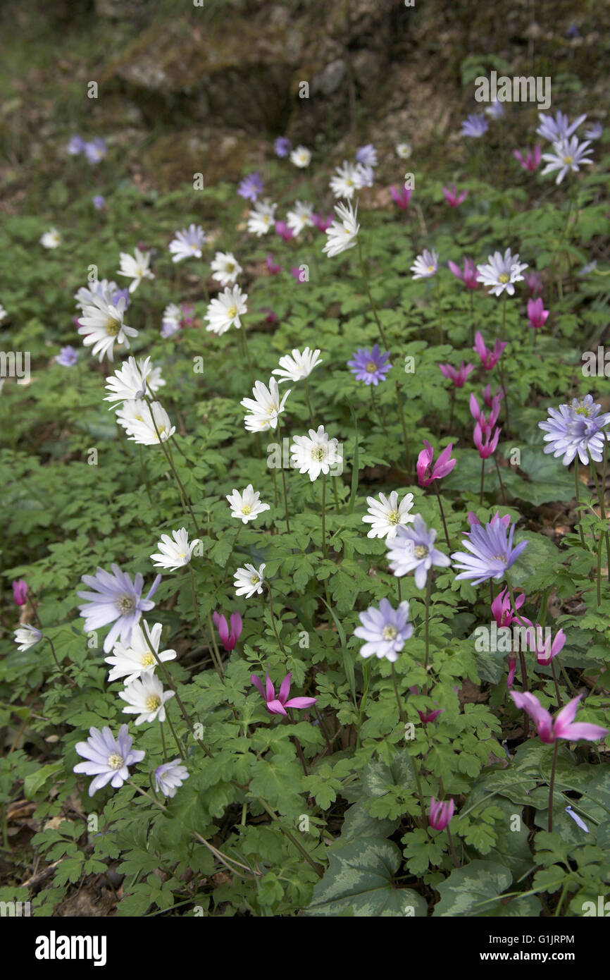 Blue wood anemone Anemone apennina and Spring sowbread Cyclamen repandum Corsica France Stock Photo
