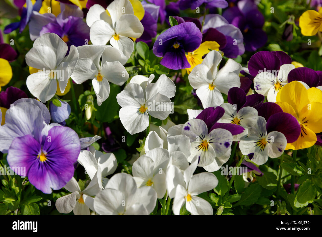 Mainly white pansies Stock Photo