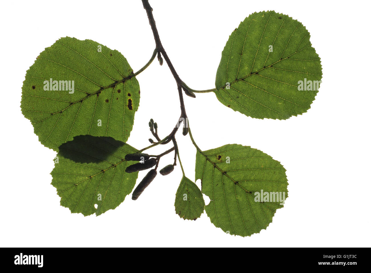Common alder Alnus glutinosa leaves cut out Stock Photo