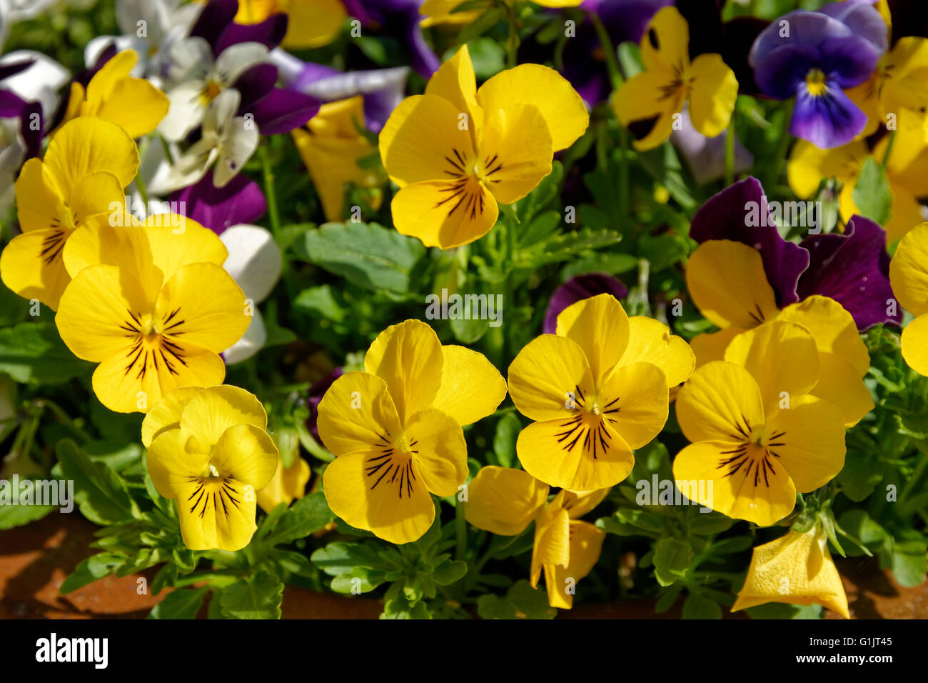 Yellow and Violet Pansies Stock Photo