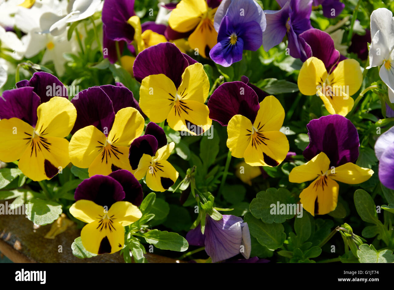 Yellow and Violet tricolor Pansies Stock Photo