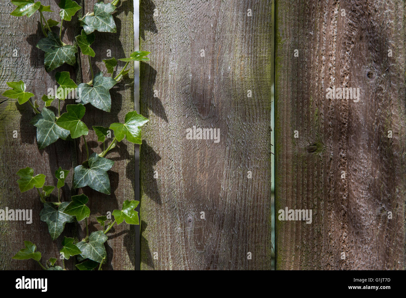 Fence plant hi-res stock photography and images - Alamy