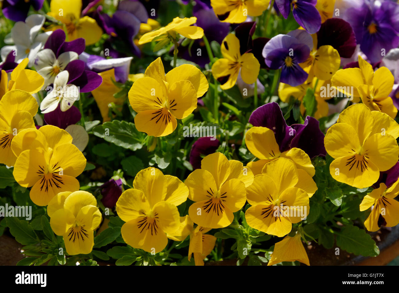 Yellow and Violet Pansies Stock Photo