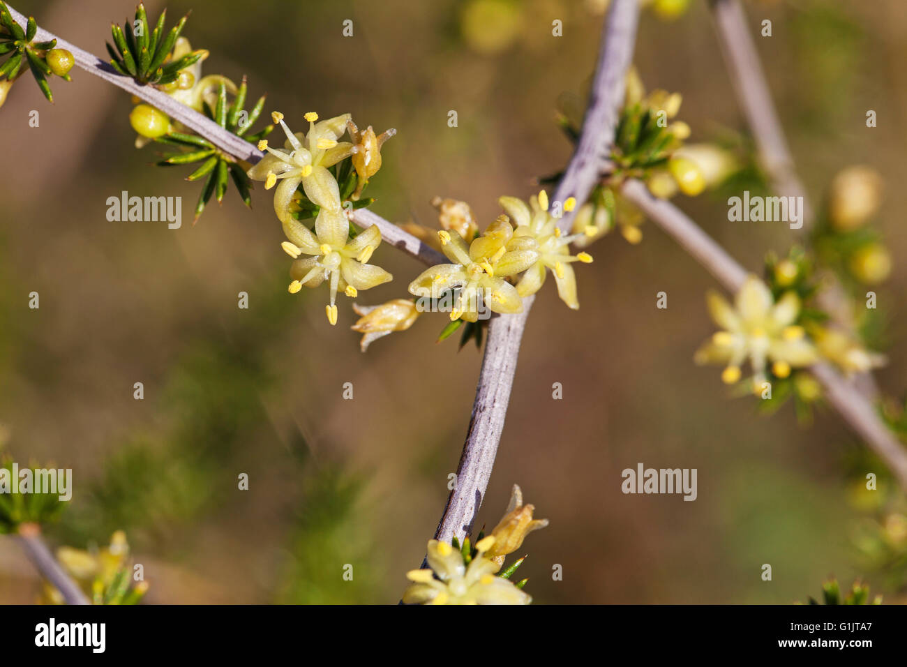 Asparagus acutifolius Sardinia Italy Stock Photo
