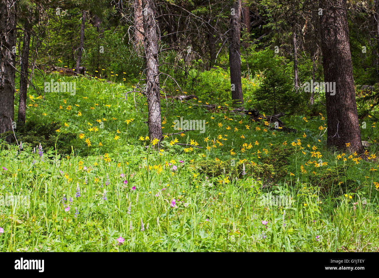 Heartleaf arnica Arnica cordifolia in pine woodland Yellowstone National Park Wyoming USA June 2015 Stock Photo