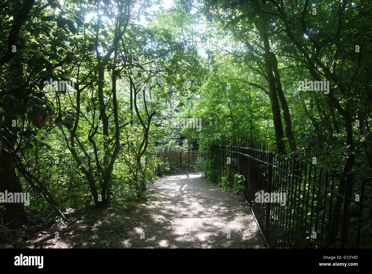 Woodland Path, Stave Hill Ecological Park, Rotherhithe, London, SE16 Stock Photo