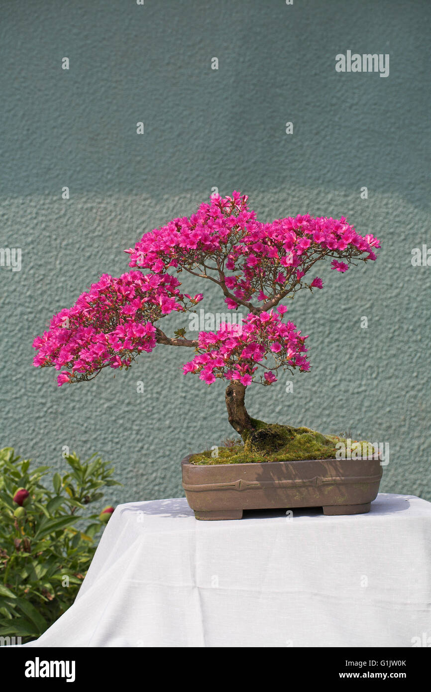 Flowering azalea bonsai hires stock photography and images Alamy