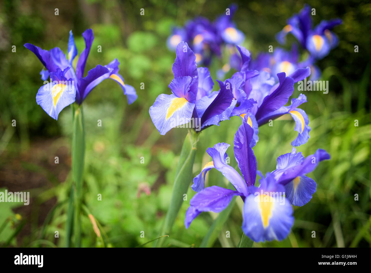 Irises colour hi-res stock photography and images - Alamy