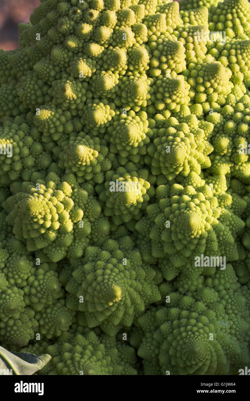 Romanesco broccoli Brassica oleracea Var. botrytis vegetable Stock Photo