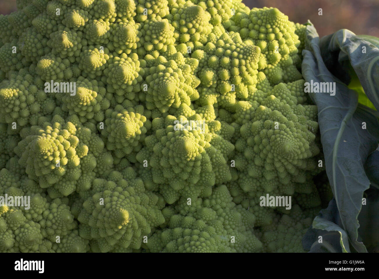 Romanesco broccoli Brassica oleracea Var. botrytis vegetable Stock Photo