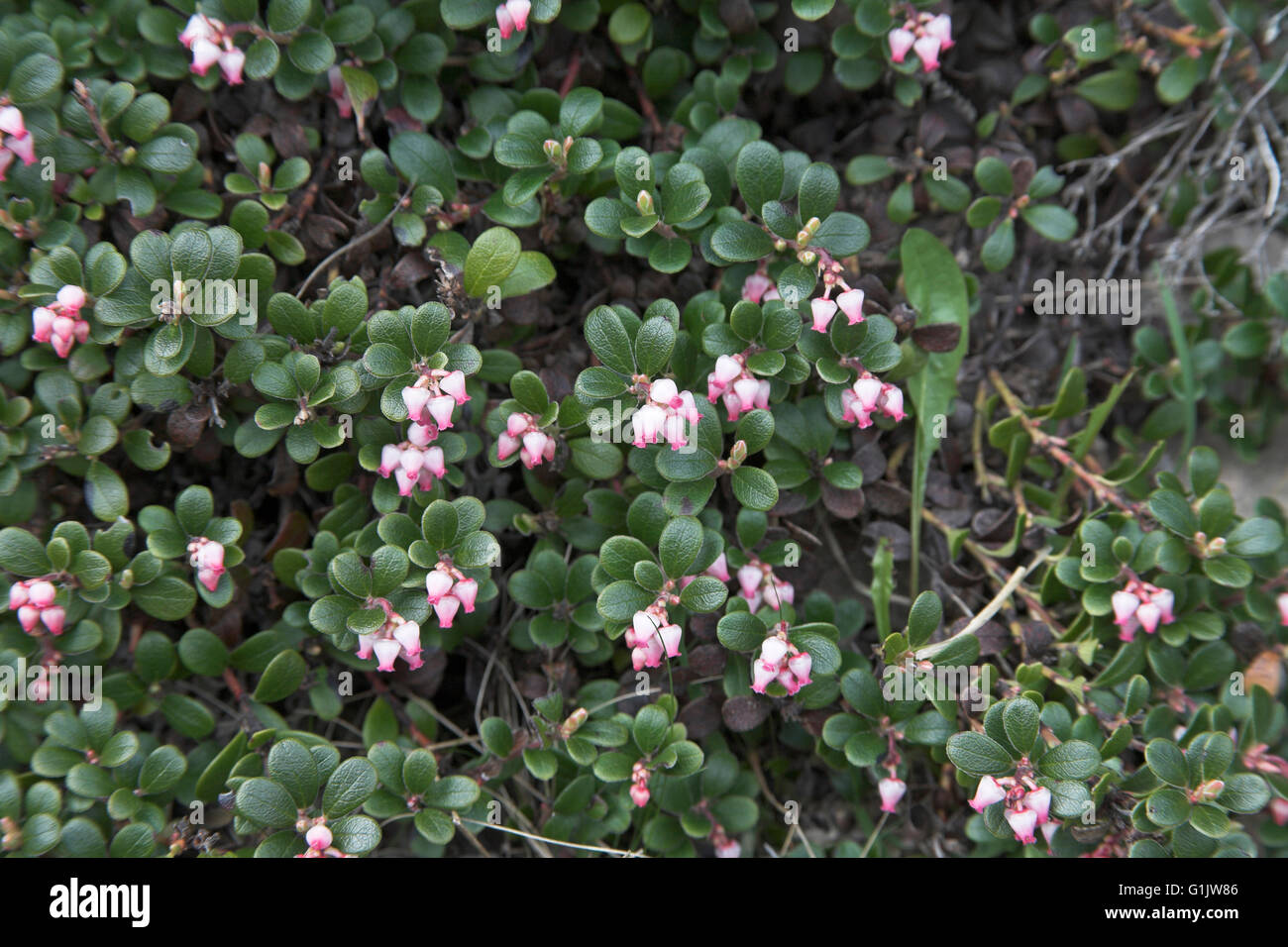 Bearberry Arctostaphylos uva-ursi near Lochindorb Scotland Stock Photo