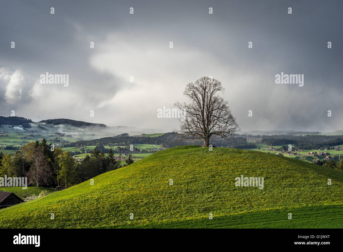 Lonely tree on a hill hi-res stock photography and images - Alamy